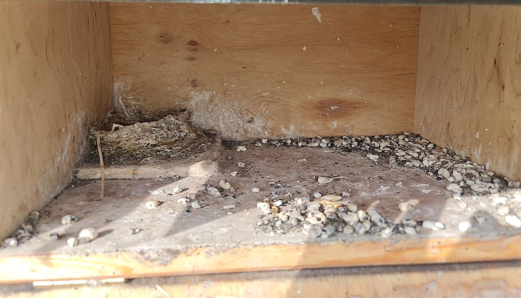 älteres Nest